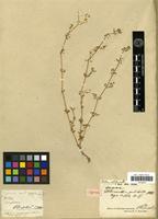 Lectotype of Alternanthera pulchella Kunth [family AMARANTHACEAE]