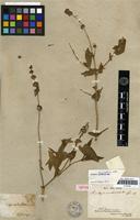 Isotype of Buddleja verticillata Kunth [family LOGANIACEAE]