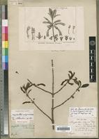 Holotype of Ancylanthus rubiginosus Desf. [family RUBIACEAE]