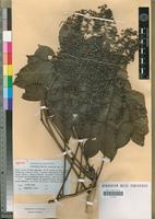Isotype of Polyscias felicis Bernardi [family ARALIACEAE]