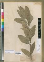 Isotype of Catha fasciculata Tul. [family CELASTRACEAE]