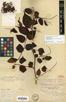Holotype of Neillia glandulocalyx H.Lév. [family ROSACEAE]
