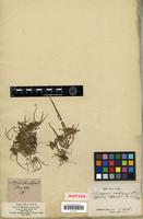 Isotype of Cyperus poeppigii Kunth [family CYPERACEAE]
