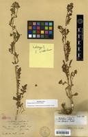 Isotype of Nasturtium palustre L. var. stoloniferum Franch. [family BRASSICACEAE]
