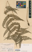 Type? of Athyrium elegans Tagawa var. purpurascens Tagawa [family PTERIDOPHYTA]