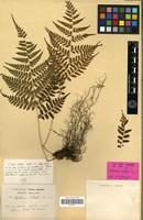 Holotype of Asplenium vidalii Fr. et Sav. [family PTERIDOPHYTA]