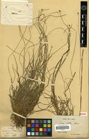 Isotype of Carex fulta Franch. [family CYPERACEAE]