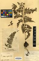 Type of Athyrium silvicola Tagawa [family PTERIDOPHYTA]