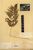 Type of Athyrium imbricatum H.Christ [family PTERIDOPHYTA]