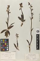 Type of Ophrys scolopax Cav. subsp. apiformis (Desf.) Maire & Weiller [family ORCHIDACEAE]