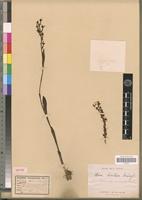 Isotype of Disa bisetosa Kraenzl. [family ORCHIDACEAE]