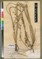 Isotype of Carex renschiana Boeck. [family CYPERACEAE]