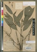 Isotype of Diceratostele gabonensis Summerh. [family ORCHIDACEAE]