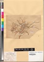 Type of Astragalus gomboeformis Pomel [family FABACEAE-PAPILIONOIDEAE]