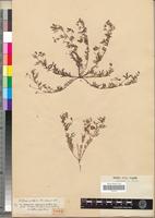 Type of Ornithopus coriandrinus Hochst. & Steud. [family FABACEAE-PAPILIONOIDEAE]