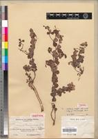 Type of Crotalaria thaumasiophylla Harms [family FABACEAE-PAPILIONOIDEAE]