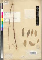 Type of Boscia angustifolia A.Rich. [family CAPPARACEAE]