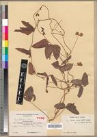 Type of Vigna schliebenii Harms [family FABACEAE-PAPILIONOIDEAE]