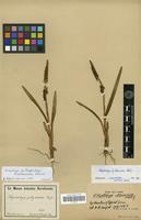 Isolectotype of Polystachya stuhlmannii Kraenzl. [family ORCHIDACEAE]
