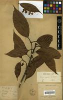 Type of Quercus argyrotricha A. Camus [family FAGACEAE]