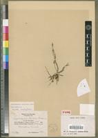 Isotype of Sphyrarhynchus schliebenii Mansf. [family ORCHIDACEAE]