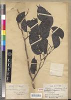 Isotype of Guibourtia pellegriniana Léonard [family FABACEAE-CAESALPINIOIDEAE]