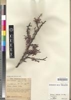 Type of Acacia redacta J.H. Ross [family FABACEAE-MIMOSOIDEAE]