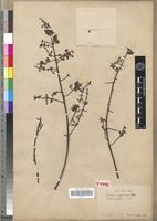 Type of Swietenia angolensis C.DC. [family MELIACEAE]