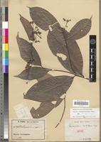 Isotype of Dichapetalum brevitubulosum Engl. [family DICHAPETALACEAE]