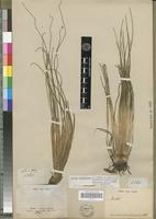 Isotype of Isoetes gardneriana Kunze ex A. Braun [family PTERIDOPHYTA]