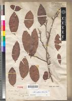 Type of Diospyros senegalensis A.DC. [family EBENACEAE]