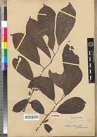 Type? of Diospyros senensis Klotzsch [family EBENACEAE]