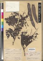 Holotype of Newtonia camerunensis J.-F. Villiers [family FABACEAE-MIMOSOIDEAE]