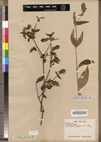 Type? of Justicia fasciata E.Mey. [family ACANTHACEAE]