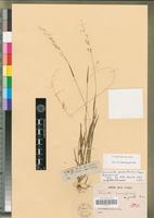 Syntype of Ehrharta paniciformis Nees var. gracilis Nees [family POACEAE]