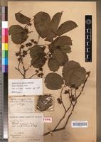 Type of Morus mesozygia Stapf [family MORACEAE]