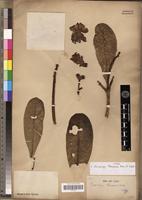 Type of Voacanga thouarsii Roem. & Schult. [family APOCYNACEAE]