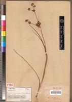 Syntype of Juncus oxycarpus Kunth [family JUNCACEAE]