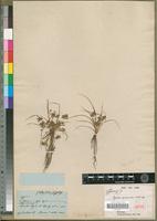 Isotype of Pycreus squarrosulus Cherm. [family CYPERACEAE]