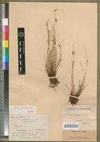 Isotype of Pycreus fontinalis Cherm. [family CYPERACEAE]