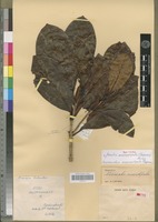 Holotype of Neonauclea macrostipula Capuron [family RUBIACEAE]