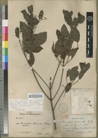 Holotype of Franchetia sphaerantha Baill. [family RUBIACEAE]