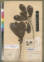 Isotype of Breonia fragifera Capuron [family RUBIACEAE]