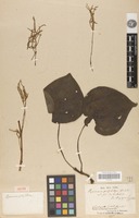 Isotype of peperomia polybotrya Kunth [family PIPERACEAE]