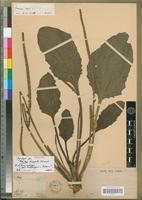 Syntype of Plantago sinuata Lam. [family PLANTAGINACEAE]