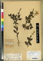 Isotype of Petunia nyctaginiflora Juss. [family SOLANACEAE]