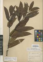 Isotype of Kibatalia laurifolia (Ridl.) Woodson [family APOCYNACEAE]