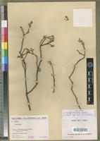 Syntype of Acalypha humbertii Leandri [family EUPHORBIACEAE]