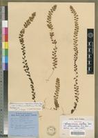 Isotype of Sphaerocionium capillare (Desv.) Copel. var. alternialatum Pic.Serm. [family PTERIDOPHYTA]