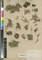 Type? of Selaginella nipponica Franch. & Sav. [family PTERIDOPHYTA]